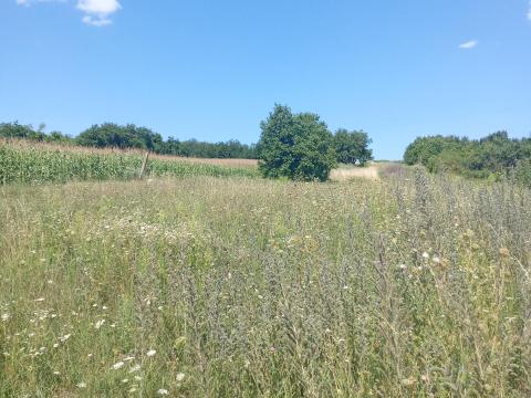 Fűnyírás, fűkaszálás