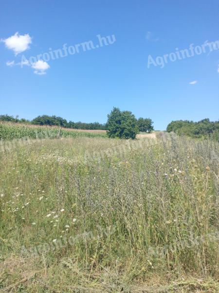 Fűnyírás, fűkaszálás