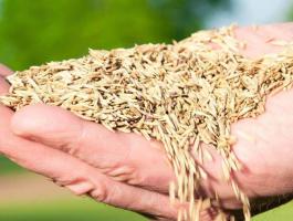 Pázsit fűmagkeverék,  szárazságtűrő pázsitfű eladó postai utánvéttel