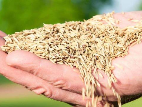 Szárazságtűrő pázsit fűmagkeverék eladó postai utánvéttel