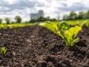 FarmDroid Magyarországon! Vető-,  tő- és sorközművelő,  permetező autonóm robot napelemmel