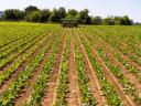 FarmDroid Magyarországon! Vető-,  tő- és sorközművelő,  permetező autonóm robot napelemmel