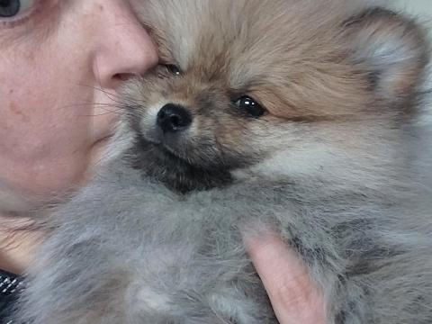 Pomerániai törpe spitz Pomerániai törpe spitz