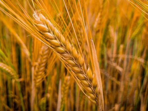 Kiadó szántó földet keresek Kiadó szántó földet keresek