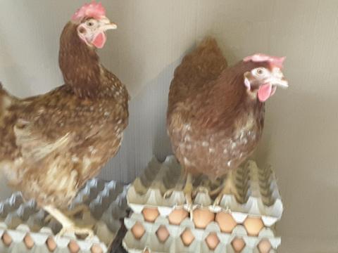 Tojótyúk eladó Tojótyúk eladó