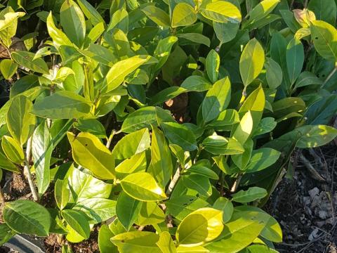 Babérmeggy, babérmeggy dugvány, palánta Babérmeggy, babérmeggy dugvány, palánta