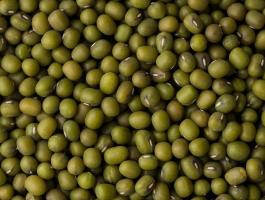 Mungóbab, Katjang eladó postai utánvéttel