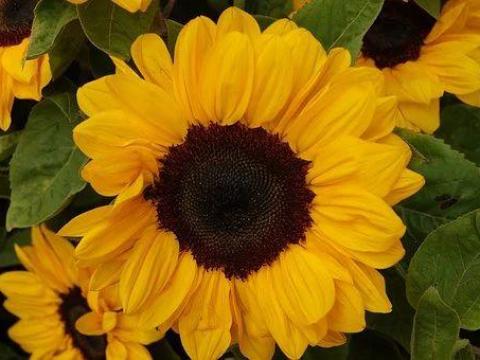 Napraforgó C-komplex Réz cink kén mg ca nitrogén lombtrágya dr Szakál Pál