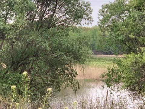 Eladó szántóföld Szajol Eladó szántóföld Szajol