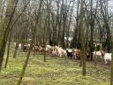 Kecske nyáj,  60 egyed ENAR regisztrált,  eladó