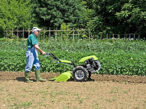 Grillo talajmaró Grillo talajmaró