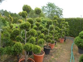 Formára nyírt örökzöldek több féle színben és méretben már 6000 Ft-tól