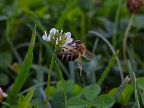 Méhcsaládok eladók Méhcsaládok eladók