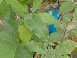 Hickorydió, vadcitrom, pekándió, nemes babér konténerben eladó