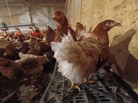 Kiváló tojó jérce tyúk – A legjobb választás, legközelebb 2026 márciusban Kiváló tojó jérce tyúk – A legjobb választás, legközelebb 2026 márciusban