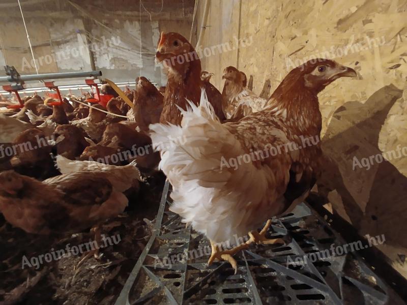 Kiváló tojó jérce tyúk – A legjobb választás, legközelebb 2026 márciusban