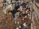 Holstein-fríz pedigrés üszőket keresek, magas napi felvásárlási áron