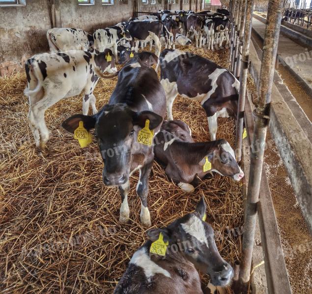 Holstein-fríz pedigrés üszőket keresek, magas napi felvásárlási áron
