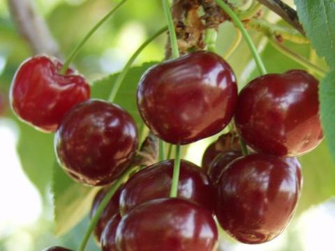 Termőföld bérlés hosszú távra / vásárlás