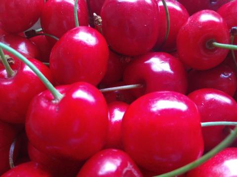 A "Szedd magad ropogós piros cseresznye" elfogyot A "Szedd magad ropogós piros cseresznye" elfogyot