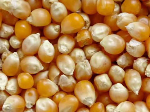 Kukorica Popcorn ÉTKEZÉSI Eladó,  akár postai szállítással is Kukorica Popcorn ÉTKEZÉSI Eladó,  akár postai szállítással is