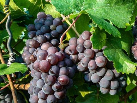 Szürkebarát szőlő eladó Szürkebarát szőlő eladó