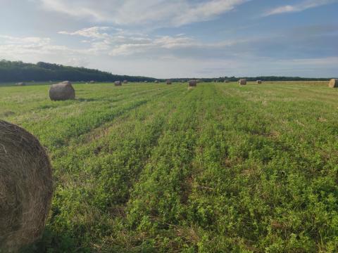 Lucernabála Lucernabála