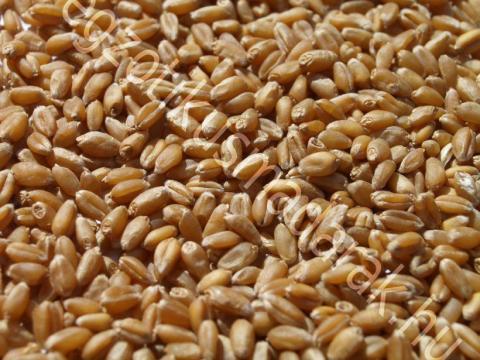 Őszi búza eladó – Kiváló minőségű termény kis tételben is