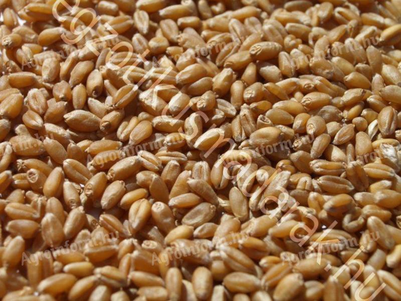 Őszi búza eladó – Kiváló minőségű termény, kis tételben is
