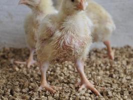 Roppantott szalma pellet