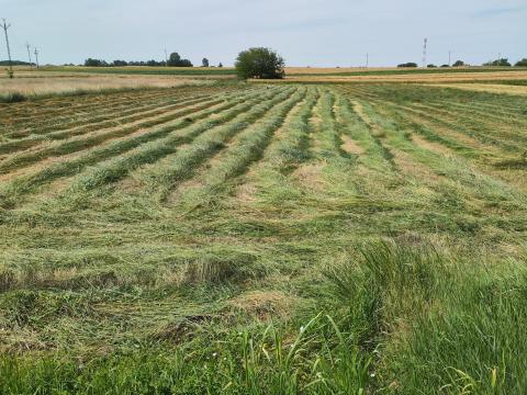 Fűszéna kiskockabála Fűszéna kiskockabála