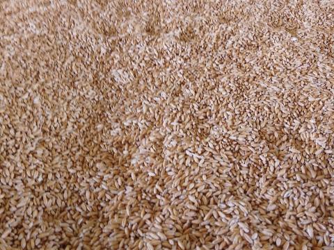 Tritikálé eladó – ömlesztett, 2025-ös, nagy szemű, kombájntiszta