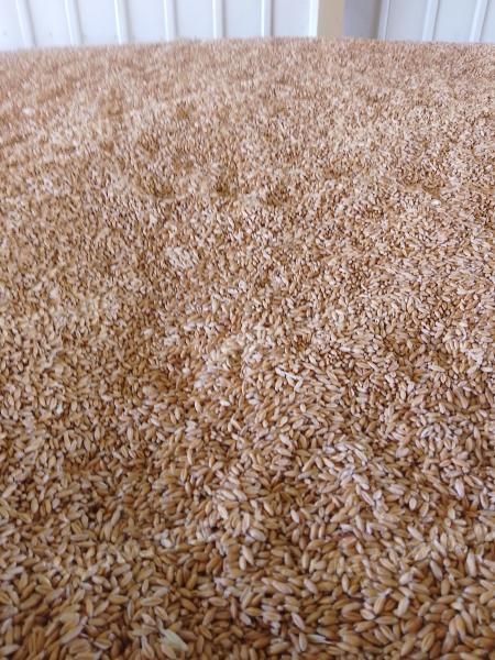 Tritikálé eladó – ömlesztett, 2025-ös, nagy szemű, kombájntiszta