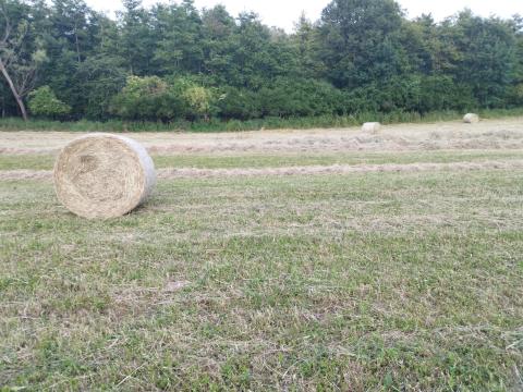 Széna120*130körbála Széna120*130körbála