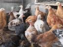 Prémium minőségű rántanivaló,  1,5 kg súlyú csirke kapható
