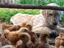 Prémium minőségű rántanivaló,  1,5 kg súlyú csirke kapható