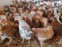 Prémium minőségű rántanivaló,  1,5 kg súlyú csirke kapható