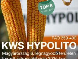 KWS HYPOLITO (FAO 350-400) kukorica vetőmag