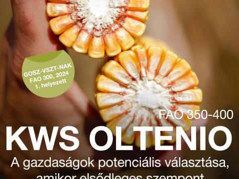 KWS OLTENIO (FAO 350-400) kukorica vetőmag