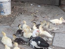 Néma kacsa család eladó