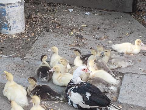 Néma kacsa család eladó Néma kacsa család eladó