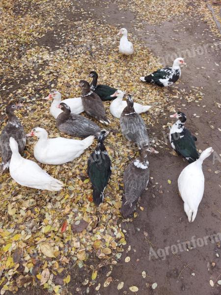 Néma kacsa eladó