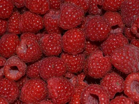 Fertődi zamatos málna Fertődi zamatos málna