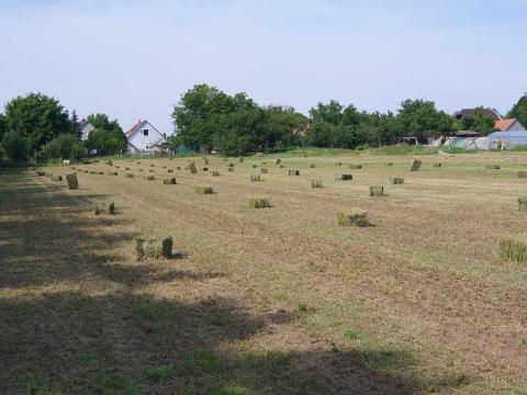 Kisbálás széna, lucerna, lucernás széna Kisbálás széna, lucerna, lucernás széna