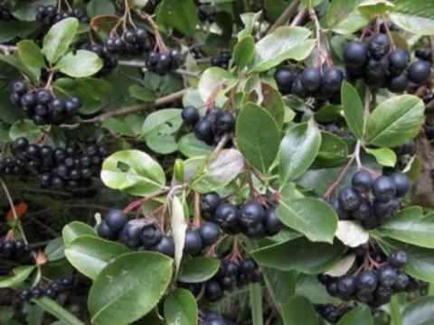 Fekete berkenye Fekete berkenye