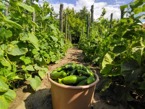 Uborka kis tételben Soltvadkerten eladó Uborka kis tételben Soltvadkerten eladó