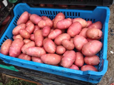 Új burgonya Burgonya krumpli Új burgonya Burgonya krumpli