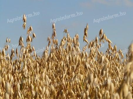 Aranysárga zab termelőtől eladó