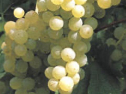 Irsai Olivér szőlő eladó BB területről Irsai Olivér szőlő eladó BB területről