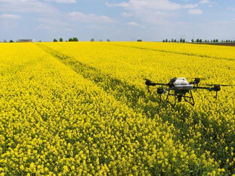 Napraforgó deszikkálás Napraforgó deszikkálás